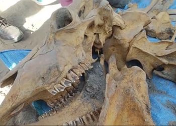 Hallan restos fósiles bajo la plaza de Armas de la turística Uyuni