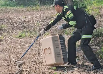 La serpiente fue liberada en un lugar seguro/Pofoma Beni