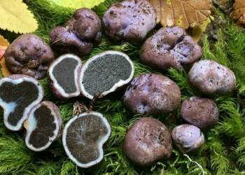 A las aves de la Patagonia les encanta comer trufas, según un estudio