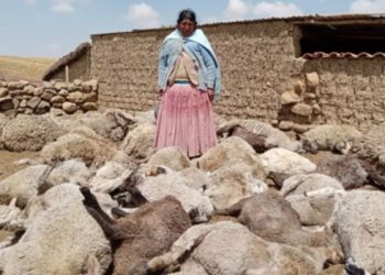 Tras tercer ataque y muerte de ganado, capturan a una jauría de 17 perros en Milluni