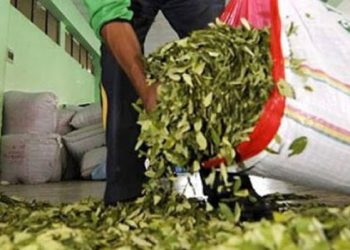 Cocaleros del Chapare y Yungas se enfrentan por pagos a la estatal Digcoin