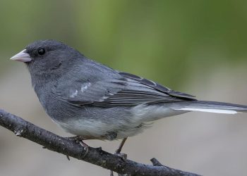 El cambio climático provoca que los animales ‘cambien de forma’