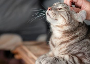 Los gatos se distinguen en no esforzarse por la comida