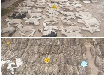 Al menos 600 vizcachas y 89 fetos de llama muertos fueron hallados en una vivienda de Oruro, FOTO: Pofoma