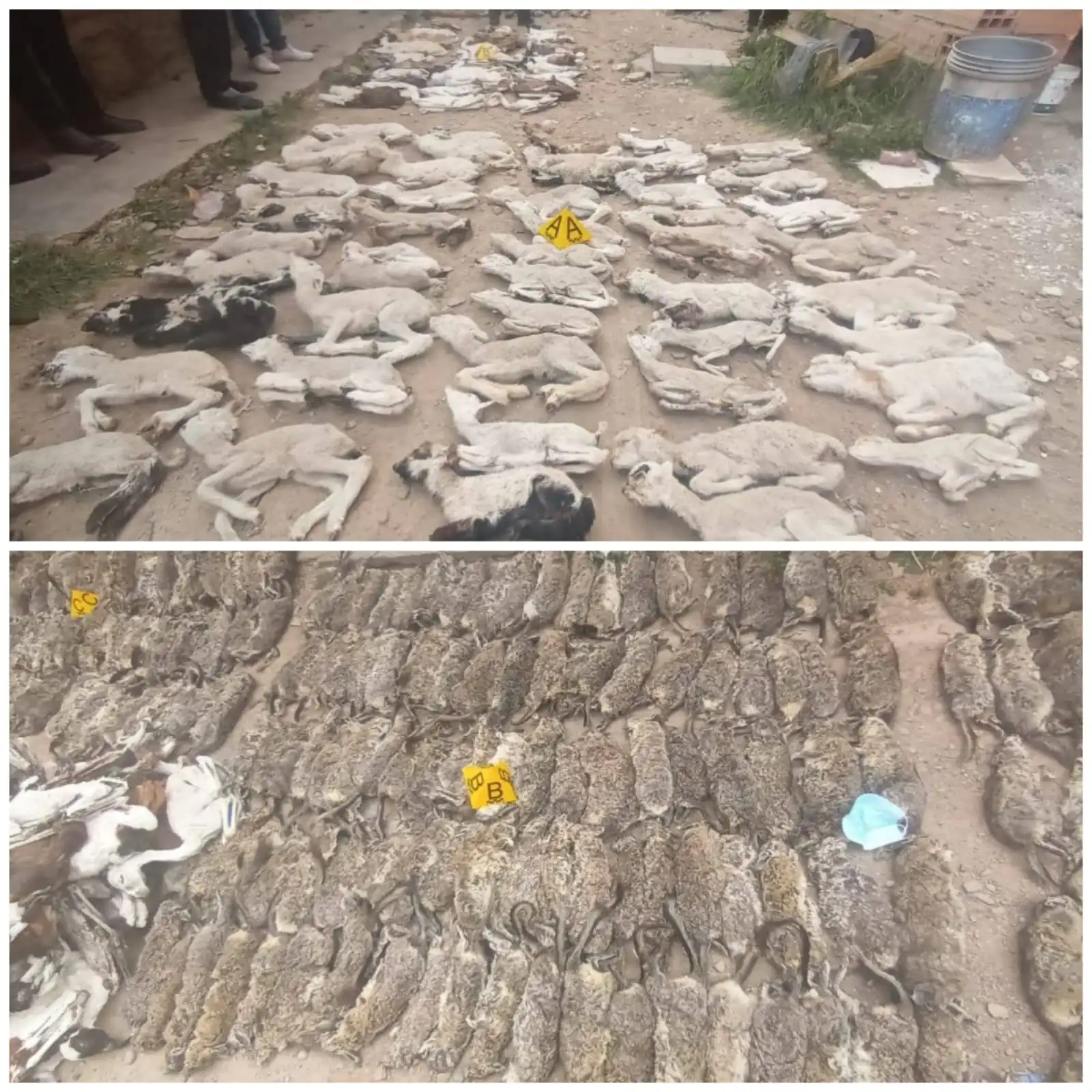 Al menos 600 vizcachas y 89 fetos de llama muertos fueron hallados en una vivienda de Oruro, FOTO: Pofoma