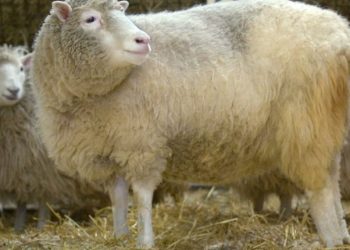 Se cumplen 25 años de la oveja Dolly, primer mamífero clonado