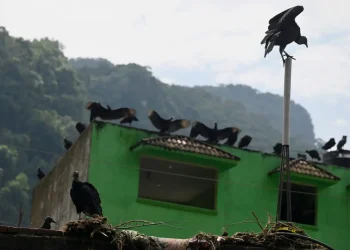 Los buitres rondan los pueblos por los animales muertos/AFP