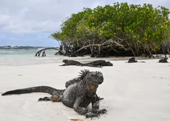 Las islas ecuatorianas de Galápagos/AFP