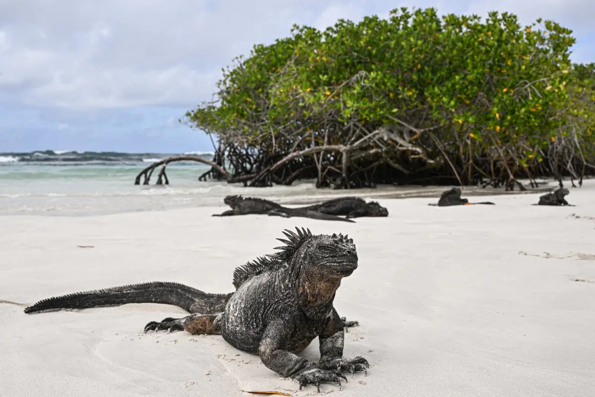 Las islas ecuatorianas de Galápagos/AFP