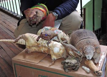 Pese a ley, continúa la venta de partes de animales para atraer la ‘buena suerte’