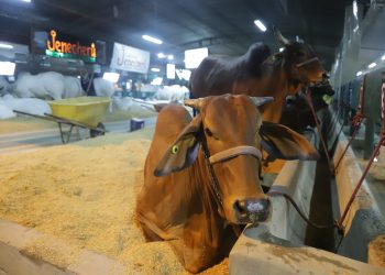 Tres ferias acompañan la Agropecruz