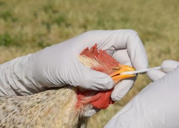 Brasil influenza aviar