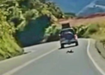 Acusado de arrojar a un cachorro en la carretera se presenta, pero la Fiscalía le pidió volver el jueves