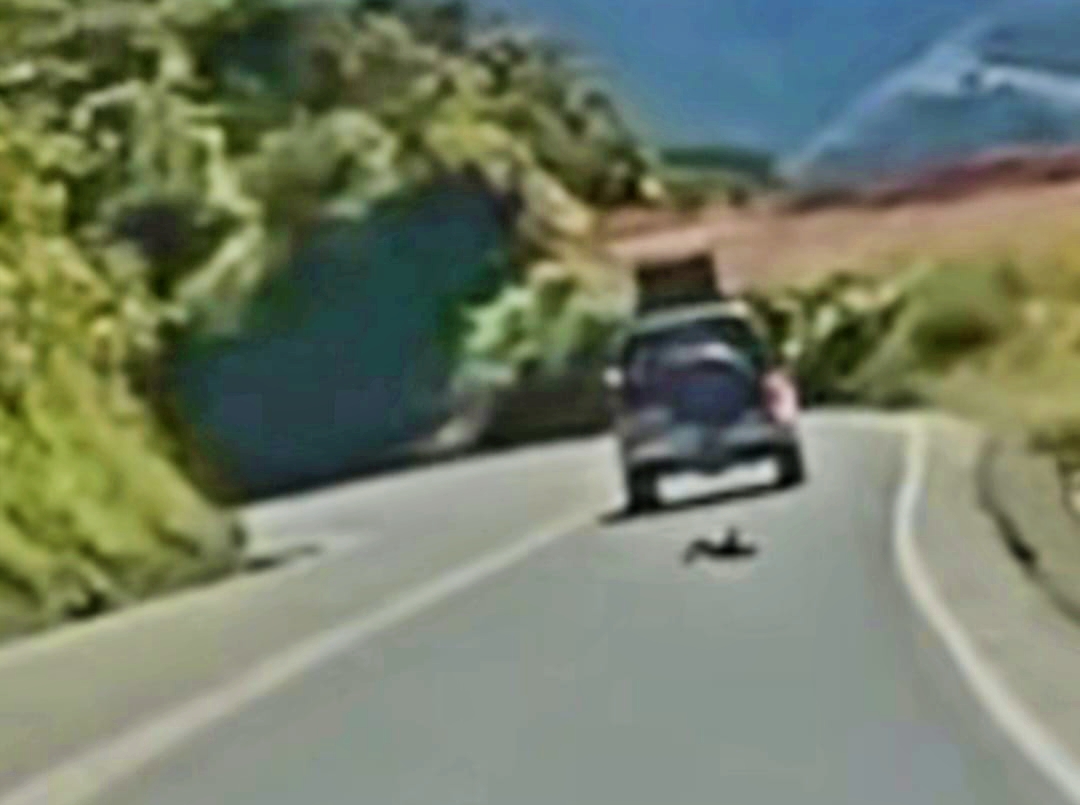 Acusado de arrojar a un cachorro en la carretera se presenta, pero la Fiscalía le pidió volver el jueves