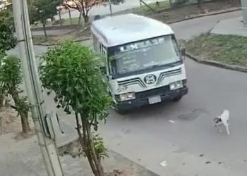 La Justicia sentencia a tres años de cárcel al micrero que atropelló a un can