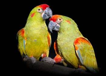 Cautivos-loro