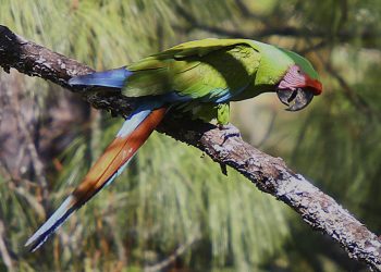 La UICN desvela Lista Roja de especies amenazadas