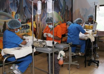 Personal de cuatro hospitales municipales será padrino de esterilización de mascotas