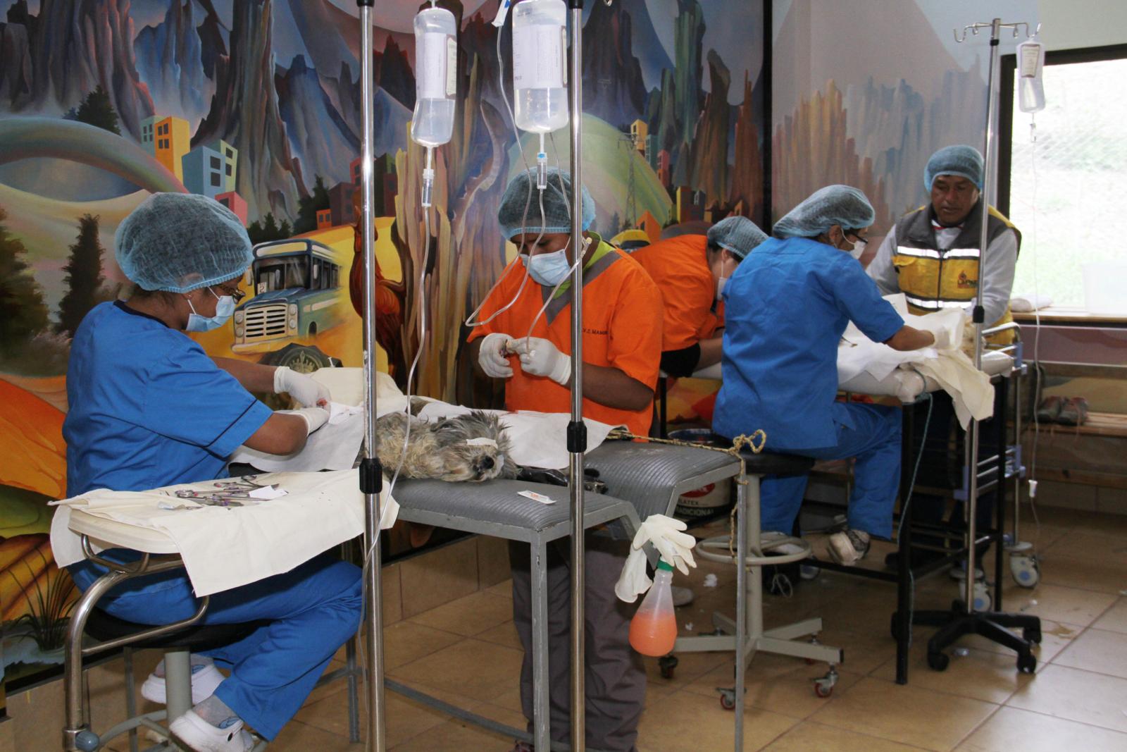 Personal de cuatro hospitales municipales será padrino de esterilización de mascotas