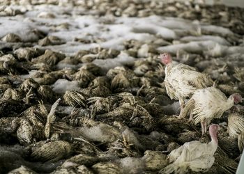 FAO influenza aviar