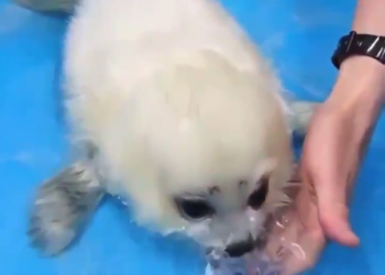 Bebé foca recibe su primera clase de natación en un acuario japonés