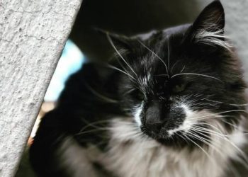 A un mes del extravío, la Policía da con la acusada de llevarse a Walter, el gato de la Embajada de Brasil