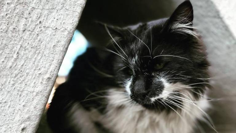 A un mes del extravío, la Policía da con la acusada de llevarse a Walter, el gato de la Embajada de Brasil