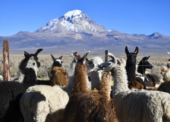 Por primera vez, el departamento de Oruro logró la exportación de 64 ejemplares de llamas y alpacas.