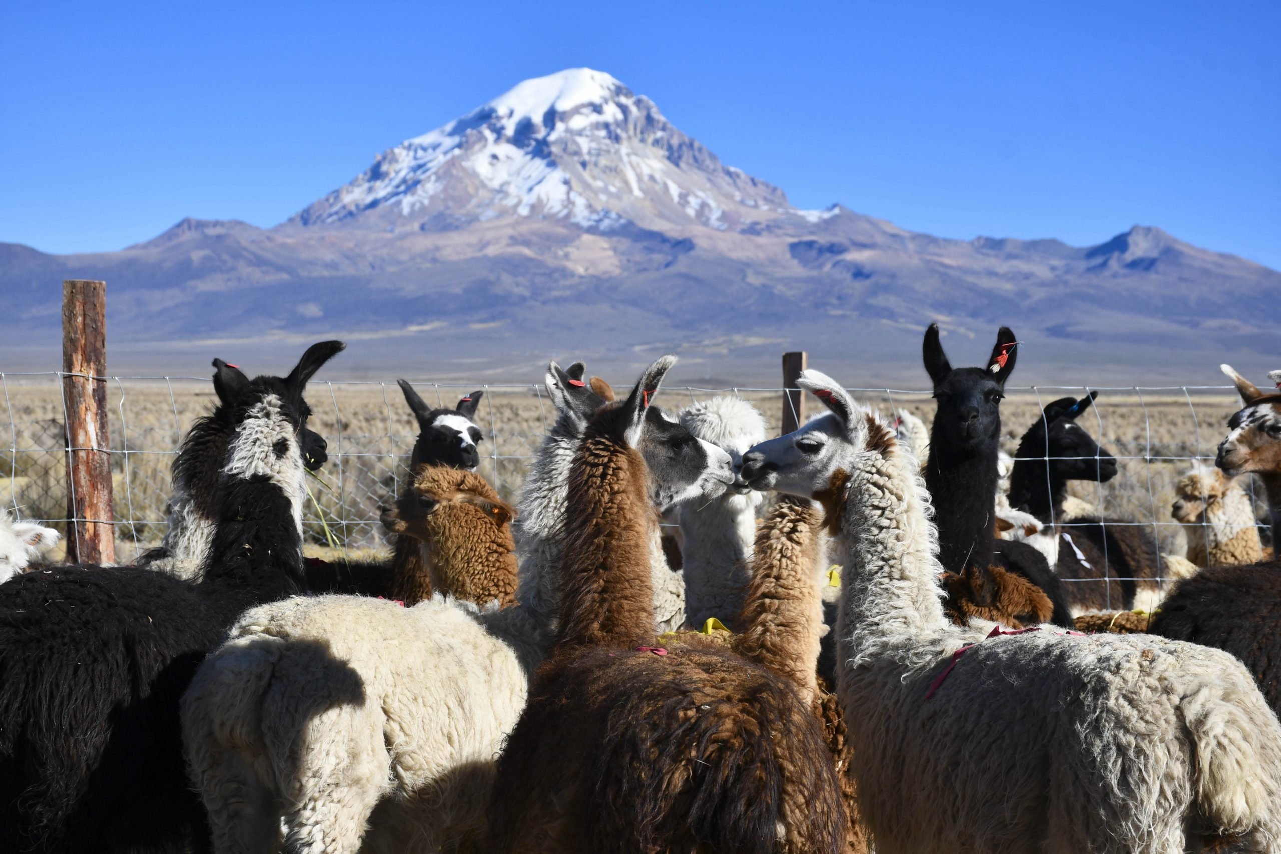 Por primera vez, el departamento de Oruro logró la exportación de 64 ejemplares de llamas y alpacas.