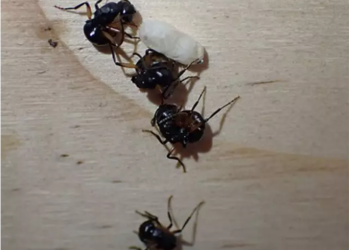 Hormigas se hacen las muertas