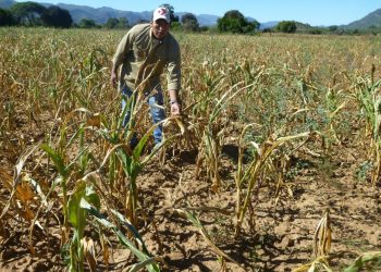 El INSA reporta 24.000 hectáreas de cultivos afectados por factores climáticos
