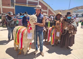 Potosí cierra con éxito la Feria Nacional de Camélidos y propugna la reactivación