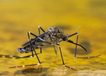 Salud confirma un segundo caso de fiebre amarilla, Santa Cruz activó la alerta roja