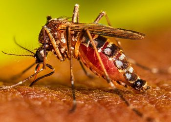 El Sedes La Paz informa de tres muertes por dengue en La Paz y pide no automedicarse