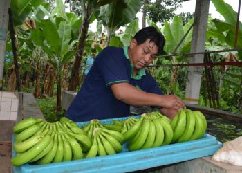 Fondo apunta a subir en 49% la producción de banano hasta 2025