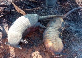 Cientos de animales resultan calcinados por los incendios forestales en Ñembi Guasu