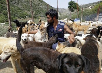 La crisis de Líbano obliga también a separarse de las mascotas