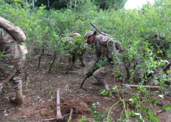 A la fecha fueron erradicadas 2.319 hectáreas de coca en Bolivia