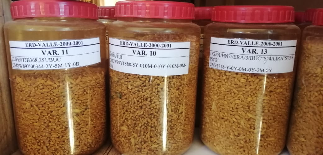 Cochabamba tiene el banco de semillas de trigo más grande del país, con unas 1.700 variedades