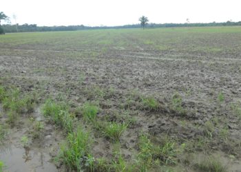 INRA: El 90% de la tierra está saneado en el departamento de Santa Cruz