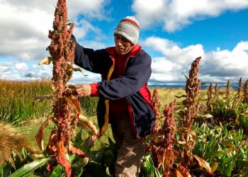 V Congreso Nacional de Productores de Quinua busca apoyo del Gobierno
