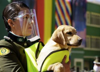 El Gobierno crea el Escalafón Policial Canino que regula la administración de animales