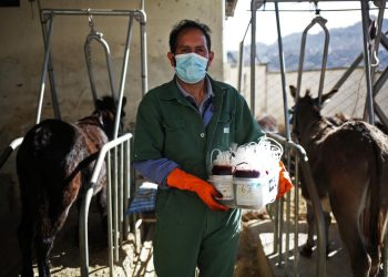 Desarrollo del suero anti COVID-19 en base a plasma de burro ingresa a etapa de producción