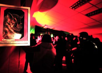 Preparan recorrido nocturno en el Vesty Pakos con murciélagos y ranas gigantes para el sábado