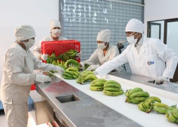 Bolivia negocia con empresas de cuatro países la exportación de fruta liofilizada
