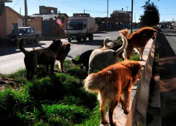 Preparan norma legal y plan de prevención ante ataque de canes vagabundos en Alto Milluni