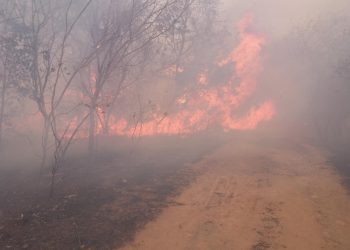 Unas 200 reses mueren asfixiadas en San Ignacio de Velasco a causa de un incendio