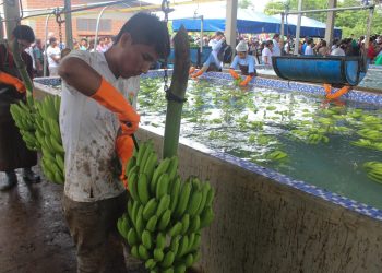 bananeros