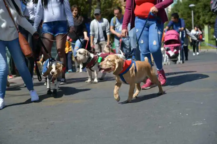 En promedio existen dos mascotas por hogar en el municipio de La Paz. FOTO: GAMLP
