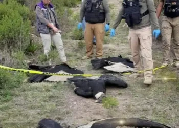 Investigan la muerte por envenenamiento de cuatro cóndores